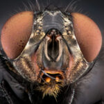 Close-up of a house fly showcasing its compound eye structure, illustrating how flies see the world.
