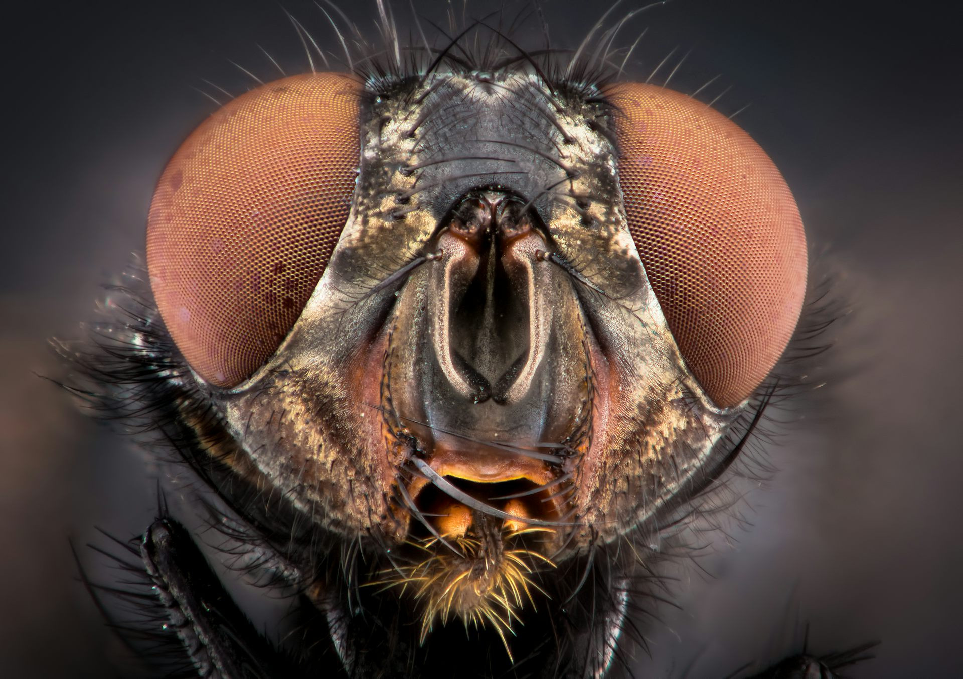 Close-up of a house fly showcasing its compound eye structure, illustrating how flies see the world.