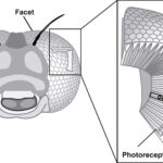 Illustration of a fly eye structure, highlighting hexagonal facets and underlying photoreceptor layer responsible for rapid light processing