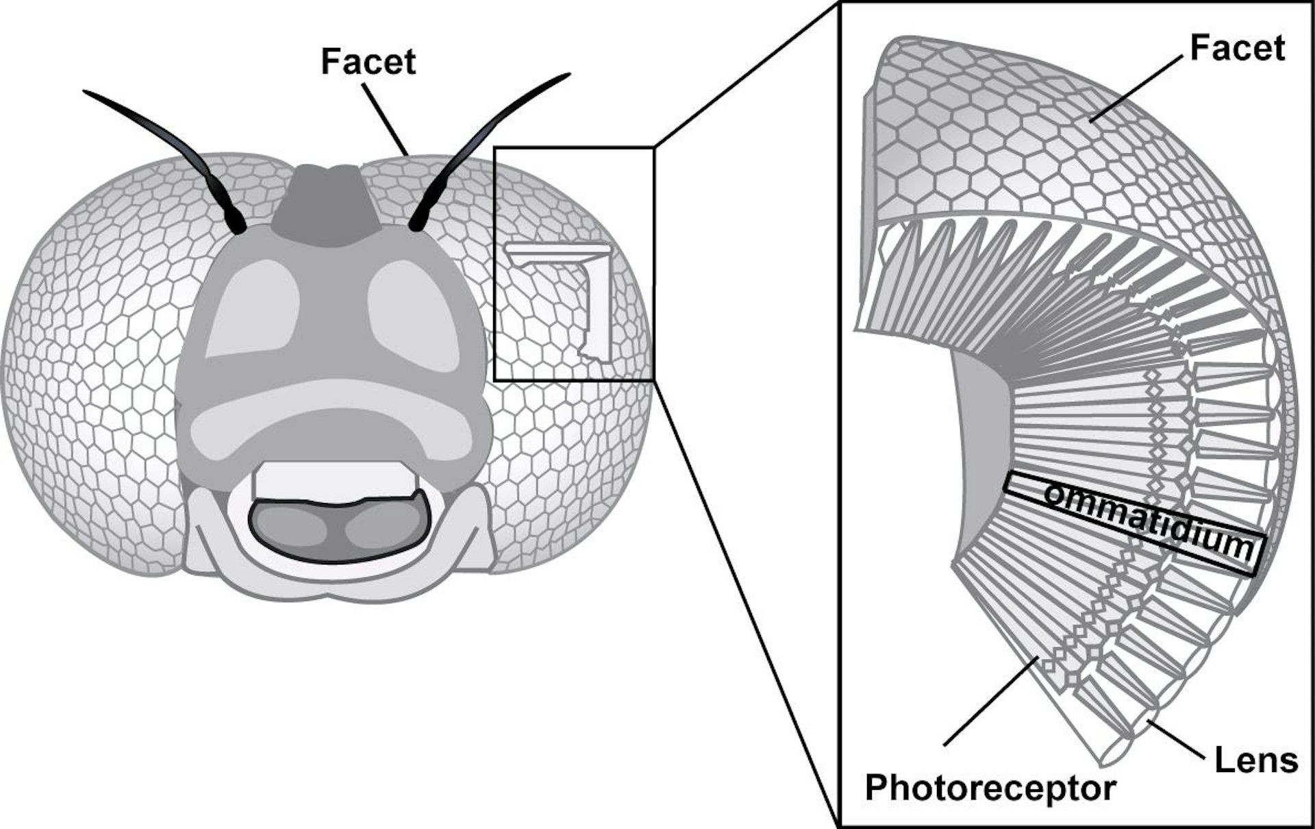 Illustration of a fly eye structure, highlighting hexagonal facets and underlying photoreceptor layer responsible for rapid light processing