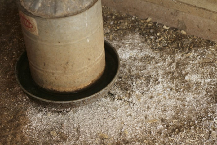 Using diatomaceous earth (DE) in a chicken coop for fly control, showing DE being sprinkled in the coop bedding.