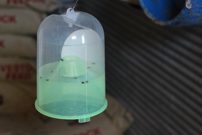 Fly traps and fly strips for chicken coop fly control, showing both sticky fly strips and a bottle trap with dead flies.