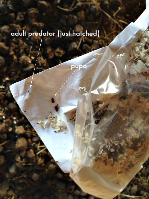 Fly predators for natural fly control in chicken coops, showing a close-up of the small beneficial insects.