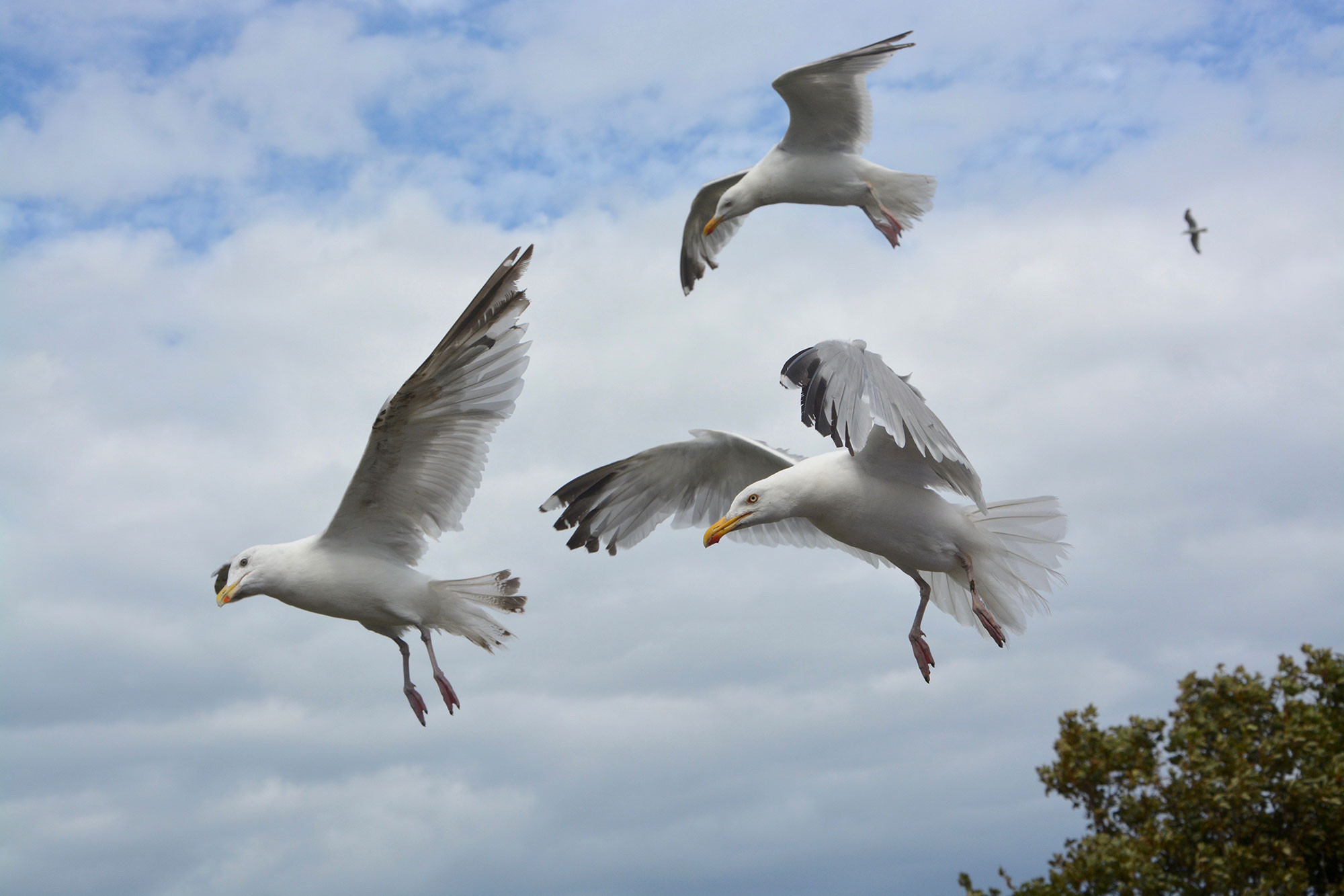 Seagulls feeding on flying ants