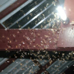 A swarm of termites drawn to a lightbulb.