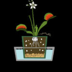 Anatomy of a Potted Venus Flytrap