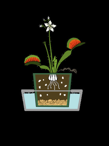 Anatomy of a Potted Venus Flytrap