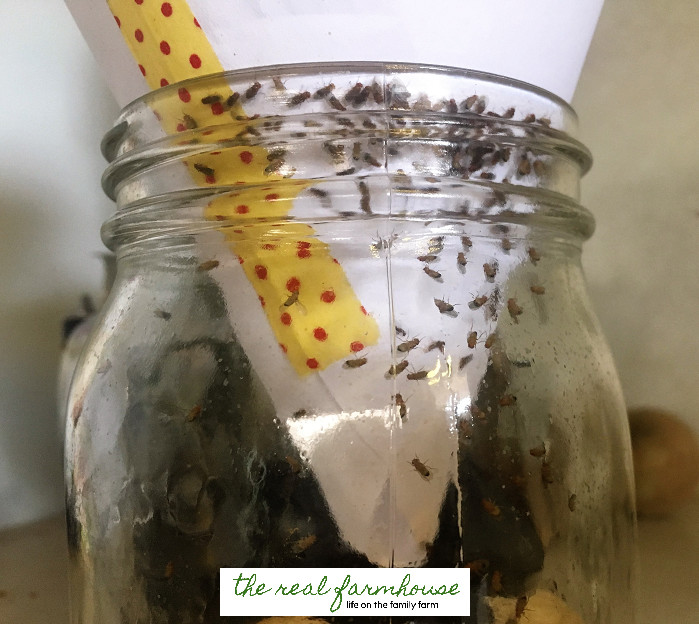 alt text: A fruit fly trap with several fruit flies caught inside, demonstrating its effectiveness.