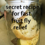 alt text: A glass jar with a paper funnel, fruit, and bread inside, used as a fruit fly trap.