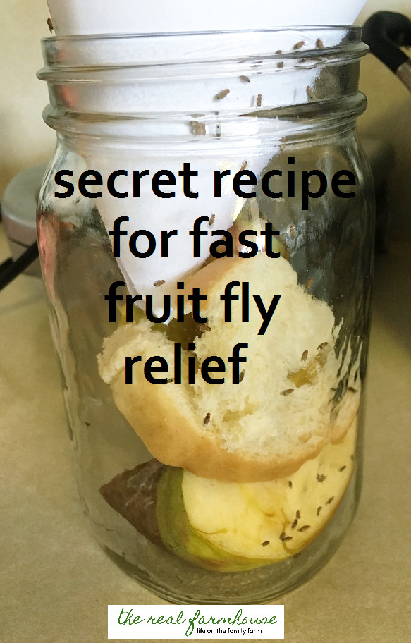 alt text: A glass jar with a paper funnel, fruit, and bread inside, used as a fruit fly trap.