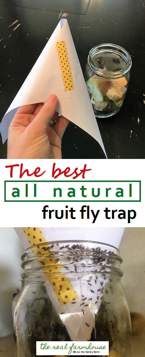 alt text: A close-up view of a fruit fly trap with numerous fruit flies trapped inside.