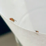 Close Up Of Fruit Fly On Paper Funnel