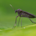 Close up of a fungus gnat on a green background