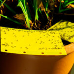 fungus gnats shown on yellow sticky trap sitting inside potted houseplant