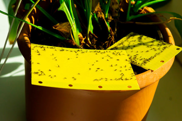 fungus gnats shown on yellow sticky trap sitting inside potted houseplant