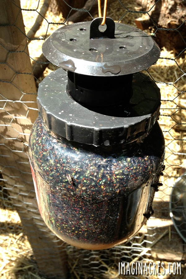 Starbar Fly Terminator Pro Fly Trap overflowing with dead flies, demonstrating its effectiveness in chicken coop fly control.
