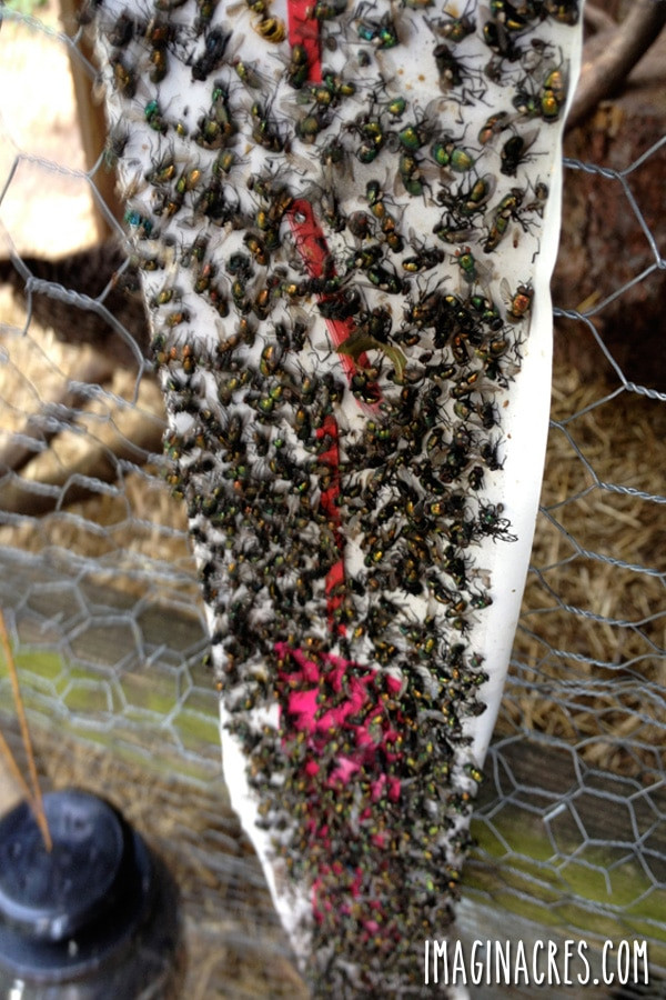 Super Fly Roll sticky trap completely covered in flies, illustrating another effective method for managing flies in chicken coops.