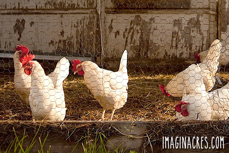 White chickens in a clean chicken coop, representing the goal of fly control.