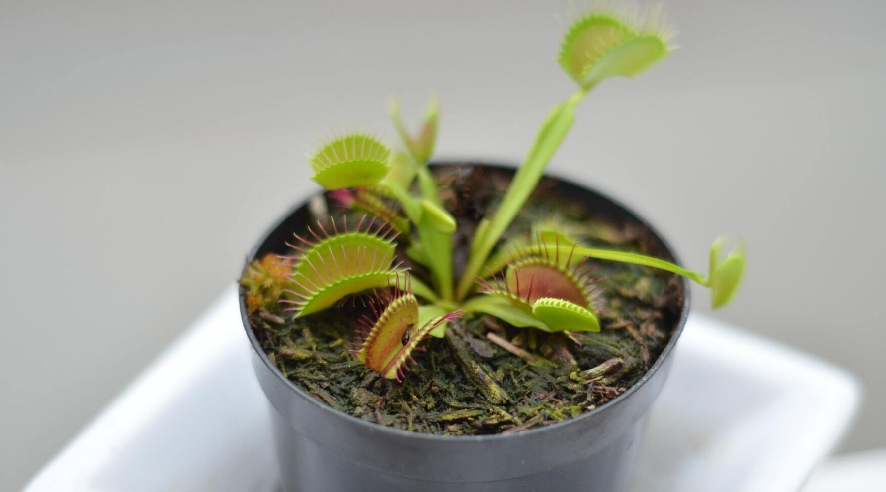Various methods for getting rid of houseplant flies, including sticky traps and vinegar traps