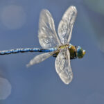 Emperor dragonfly in flight (Anax imperator)