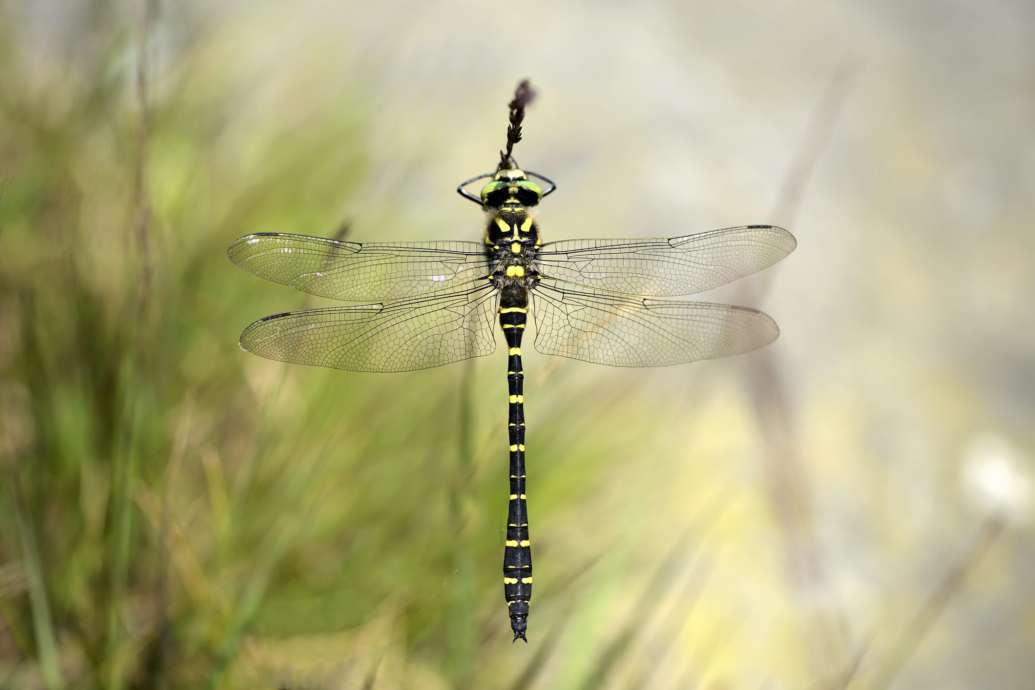 Golden-ringed dragonfly (Cordulegaster boltonii) at rest
