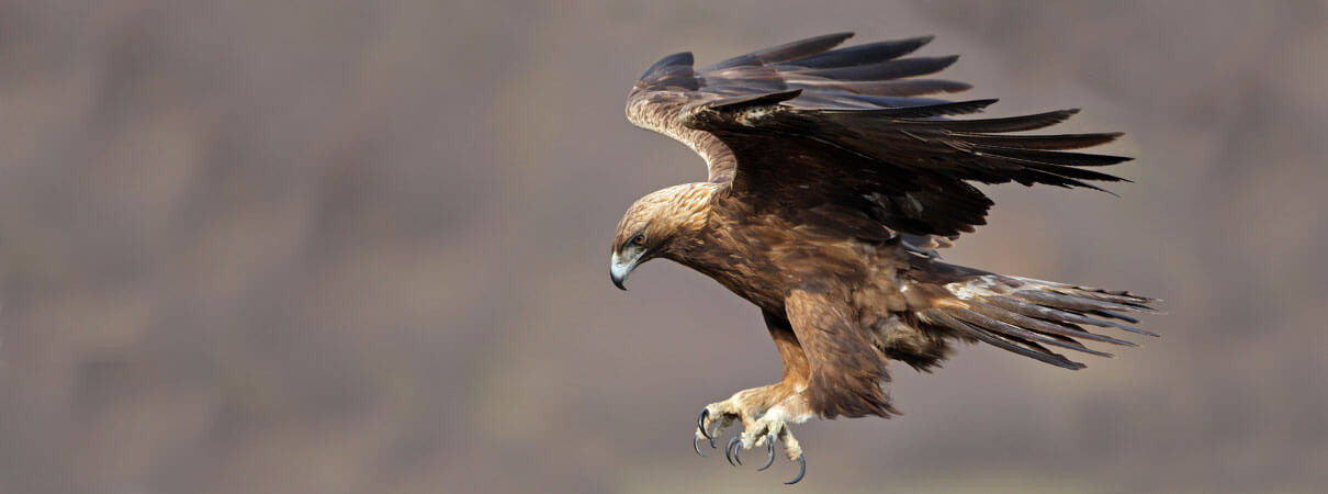 Golden Eagle in flight against a mountainous backdrop
