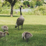 A serene park scene featuring a Canada goose family with goslings, highlighting the common areas where geese congregate and potentially create goose poop.