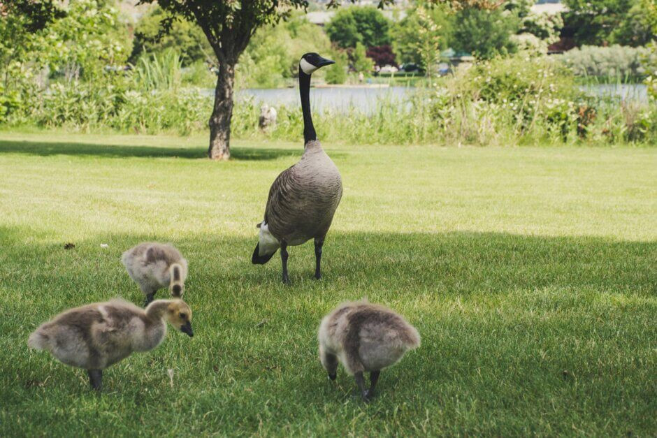 A serene park scene featuring a Canada goose family with goslings, highlighting the common areas where geese congregate and potentially create goose poop.