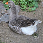 Do Geese Poop While Flying? Understanding Goose Droppings