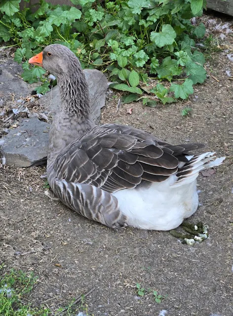 Do Geese Poop While Flying? Understanding Goose Droppings