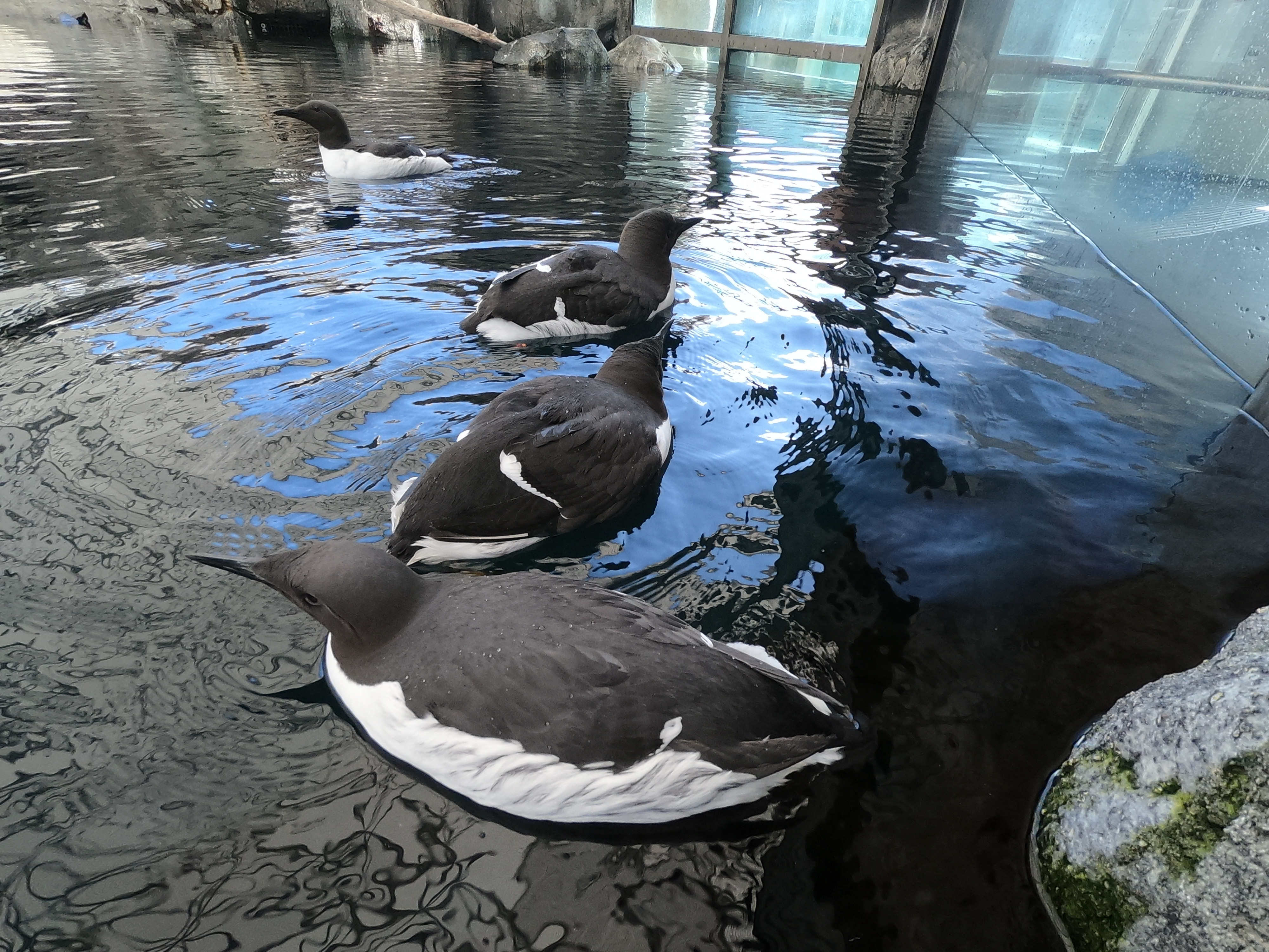 Common murres are one of the five species of alcids at the Alaska SeaLife Center