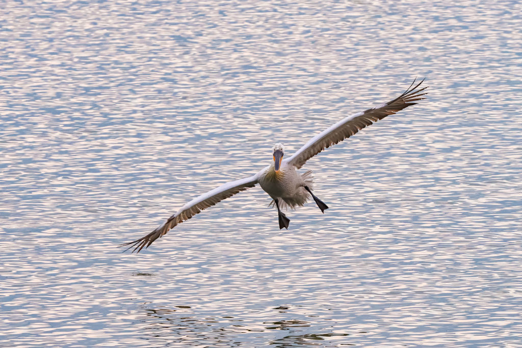 A great white pelican landing on water, showing its size in comparison to the water surface.
