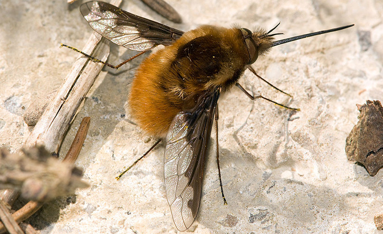 A dark-edged bee-fly rests on a path