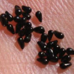 Handful of Venus Flytrap Seeds