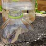 Step-by-step instructions: Cutting the top off a plastic bottle to create a DIY fly trap for effective fly control.