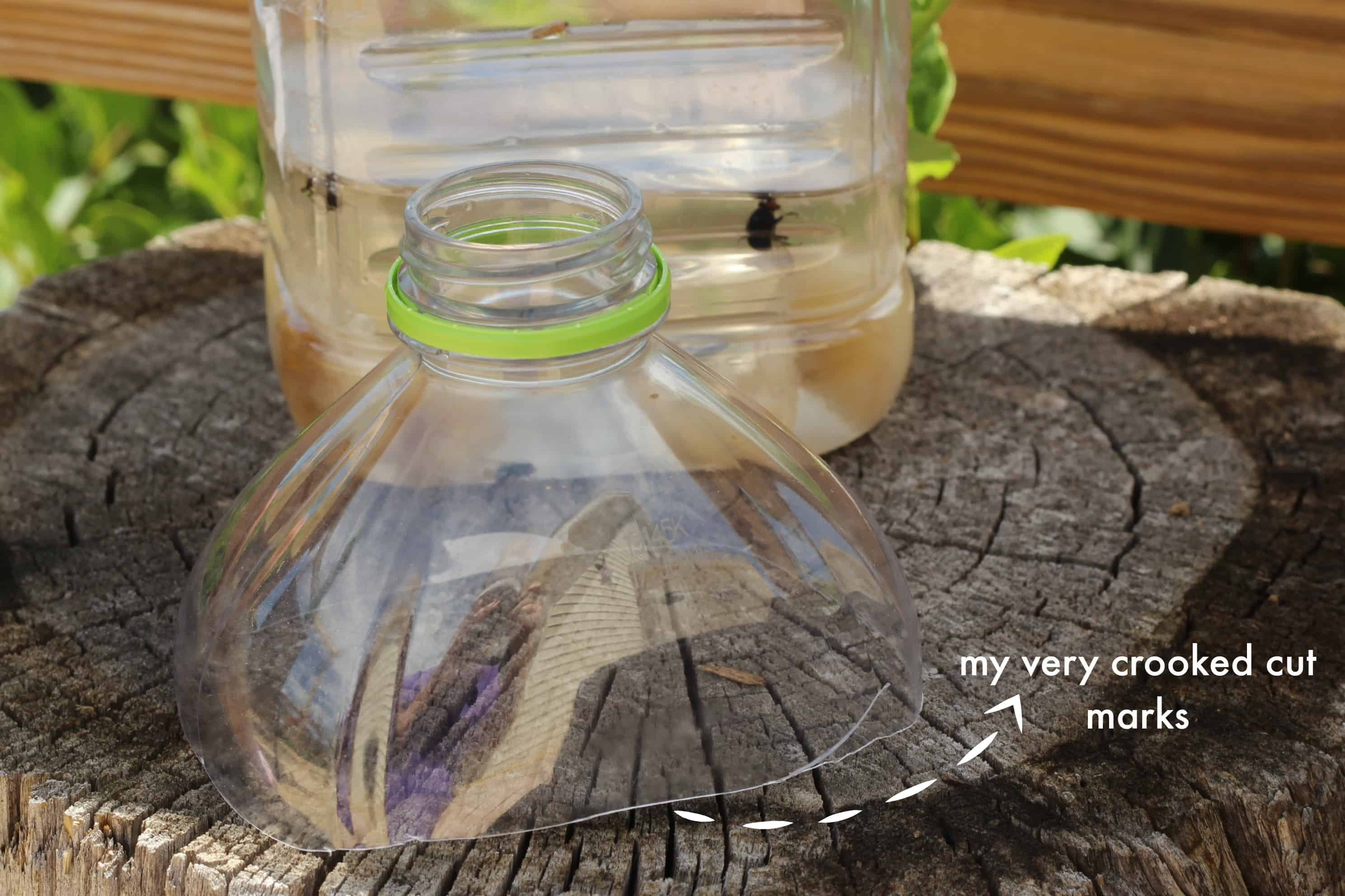 Cutting the top off a plastic bottle for a fly trap