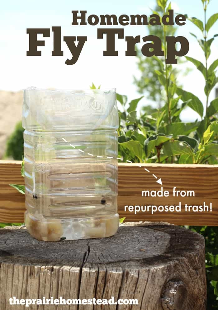 Homemade fly trap hanging outdoors