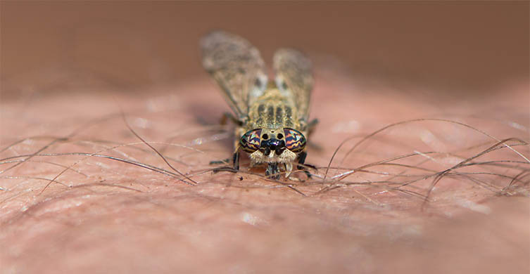 Horsefly biting skin