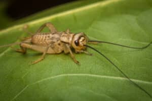 House cricket with distinctive dark bands on its head.
