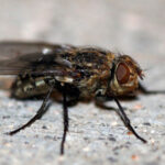 House fly infestation in a home, highlighting pest removal concerns.