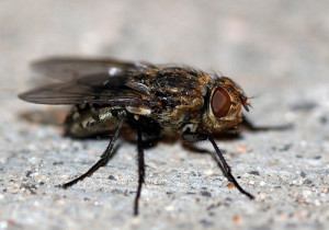 House fly infestation in a home, highlighting pest removal concerns.