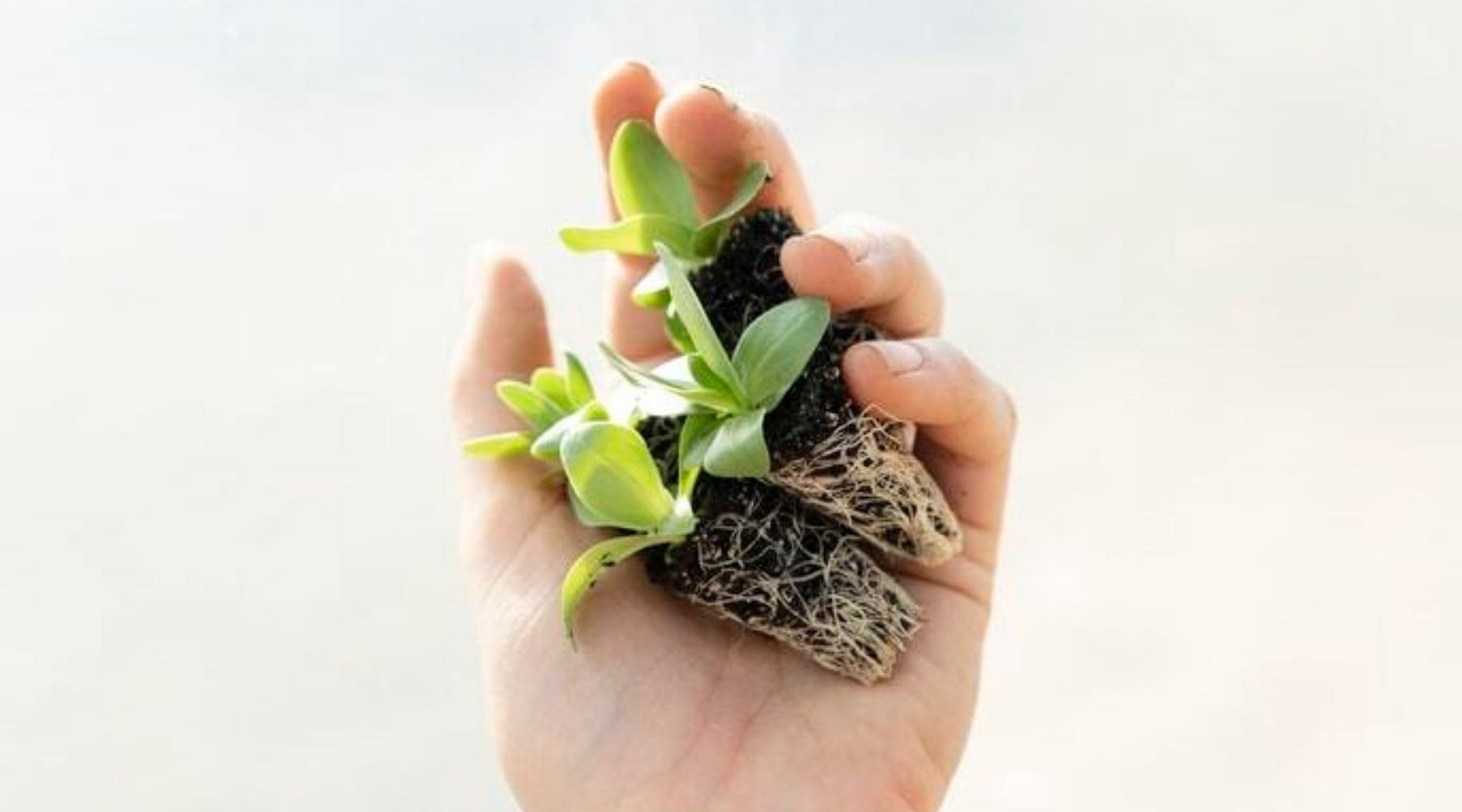 Identifying houseplant fungus, such as mold on soil surface