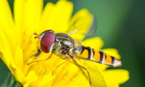 Hoverfly pollinating a flower, illustrating the vital role flies play in plant reproduction