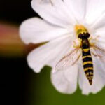 Fly Trap for Hoverflies