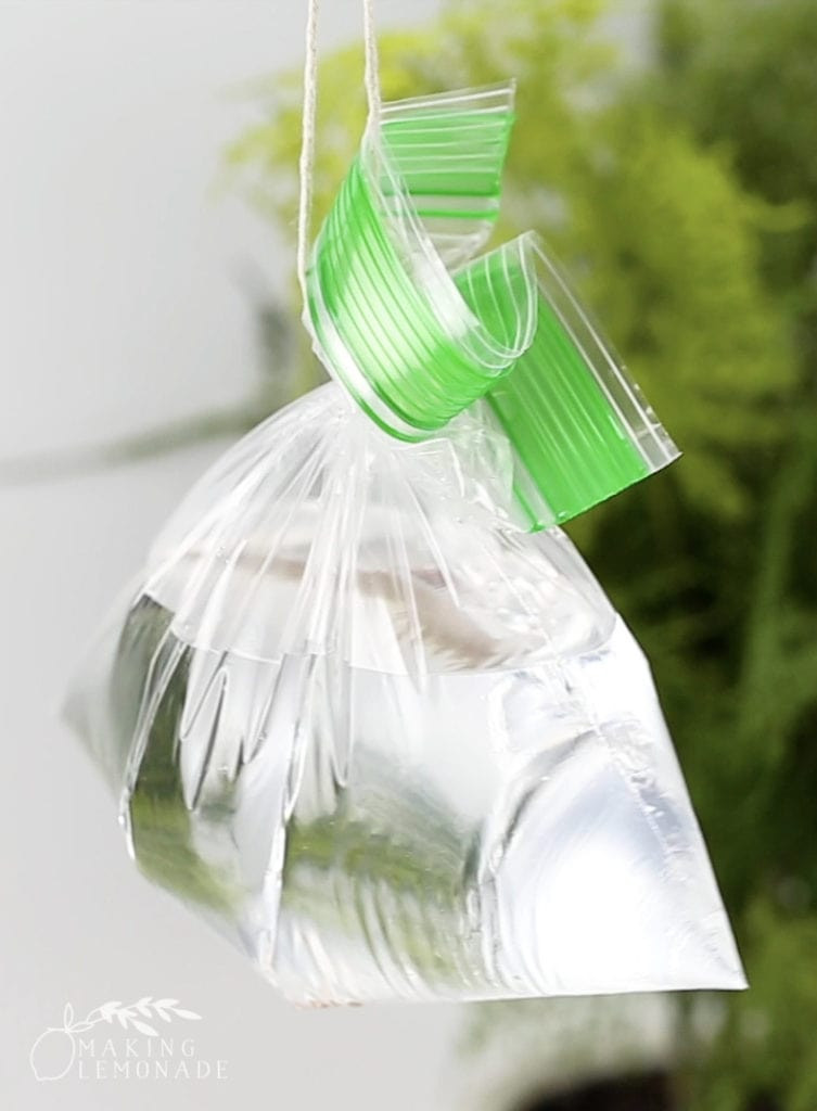 Hanging a bag of water with pennies to repel flies outdoors