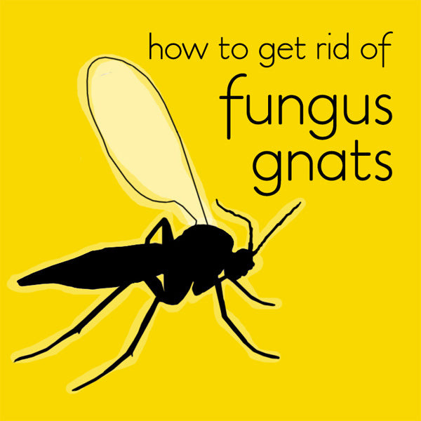 how to kill fungus gnats in indoor house plants