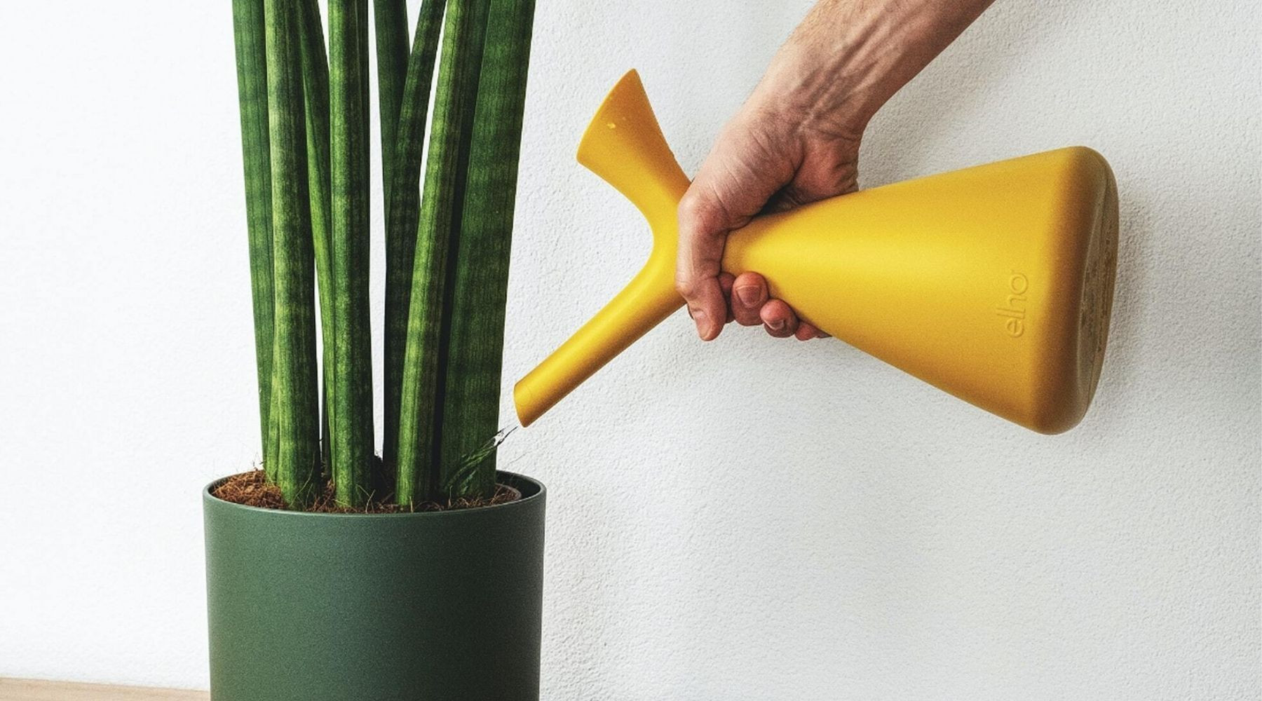 Preventing fungus gnats in houseplants by avoiding overwatering