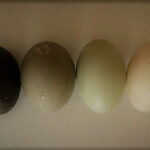 Cayuga duck eggs