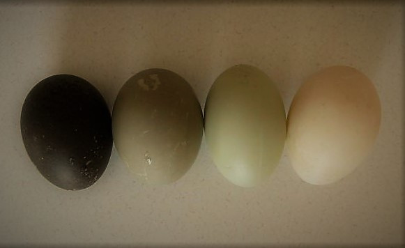 Cayuga duck eggs