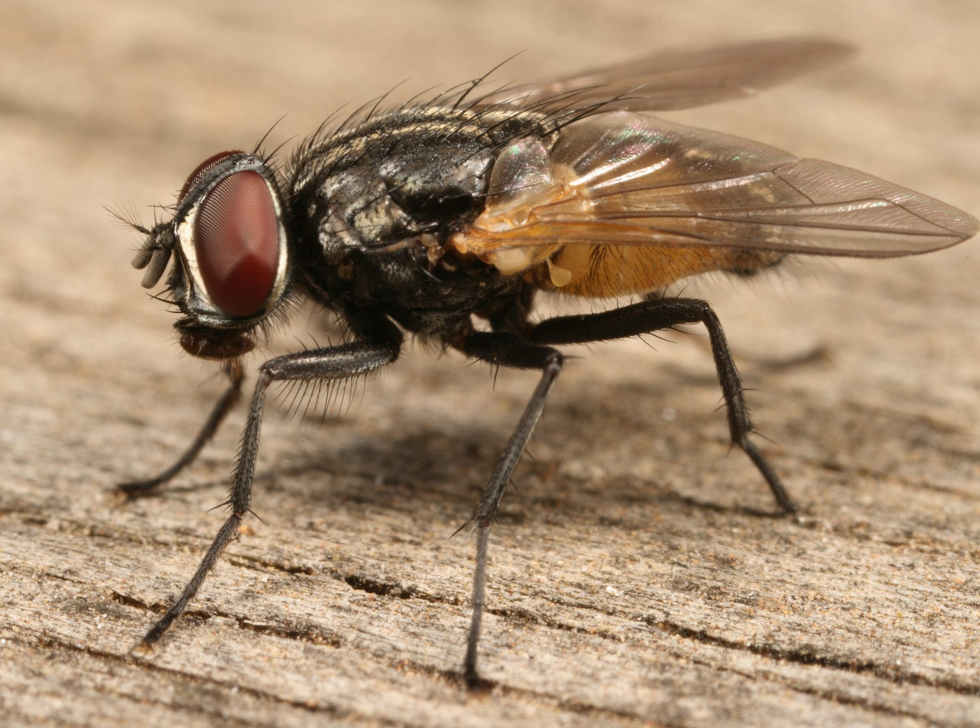 House fly Musca domestica